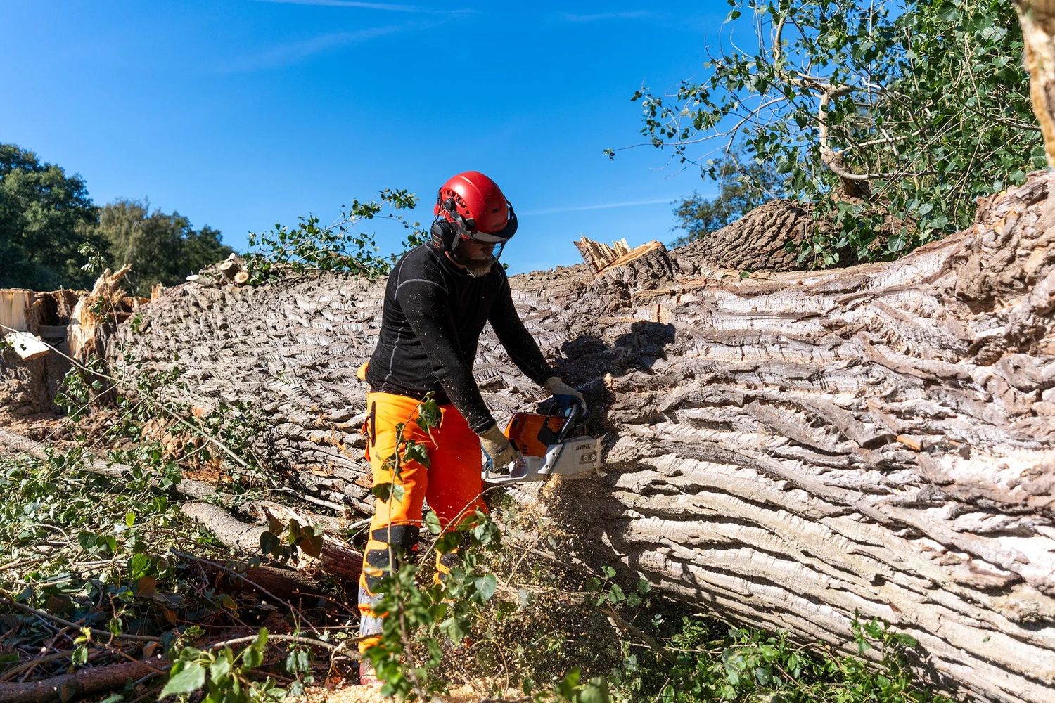 rundum baum GmbH - Baumpflege - Ein Holzfäller schneidet mit einer Kettensäge einen großen umgestürzten Baumstamm ab.